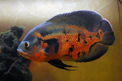 Форум акваріумістів - астронотус (astronotus ocellatus)