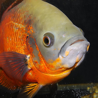 Форум акваріумістів - астронотус (astronotus ocellatus)