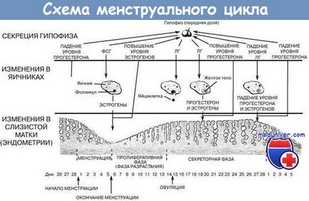 функції прогестерону