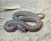 Viper (viperidae), o familie de viperidae bonaparte șerpi viper, vipers, adder, gyurza, davoya