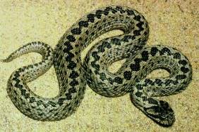 Viper (viperidae), a családi viperidae Bonaparte vipera kígyó, vipera, vipera, vipera, davoyya