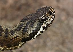 Viper (viperidae), o familie de viperidae bonaparte șerpi viper, vipers, adder, gyurza, davoya