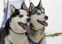 Amennyiben vezetni a Huskies a Moszkva és külvárosokban, raminfo