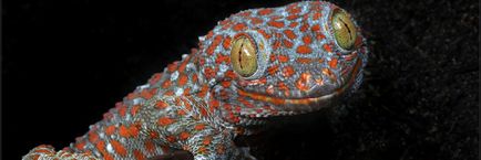 Gekkon toki (gekko gecko) - exolife, totul despre reptile