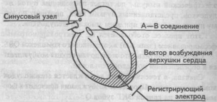 A Genesis a fő fogak, hornyok és EKG szegmensek - kardiológus - helyén a szív és az erek betegségek