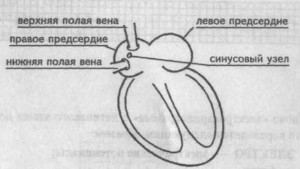 Generarea dinților de bază, intervale și segmente ecg - cardiolog - site despre bolile inimii și vaselor de sânge