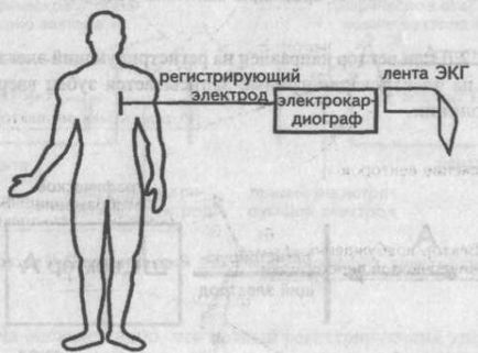 A Genesis a fő fogak, hornyok és EKG szegmensek - kardiológus - helyén a szív és az erek betegségek