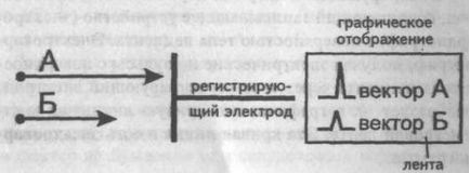 A Genesis a fő fogak, hornyok és EKG szegmensek - kardiológus - helyén a szív és az erek betegségek