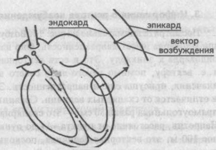 Generarea dinților de bază, intervale și segmente ecg - cardiolog - site despre bolile inimii și vaselor de sânge