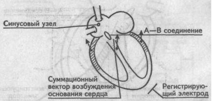 Generarea dinților de bază, intervale și segmente ecg - cardiolog - site despre bolile inimii și vaselor de sânge