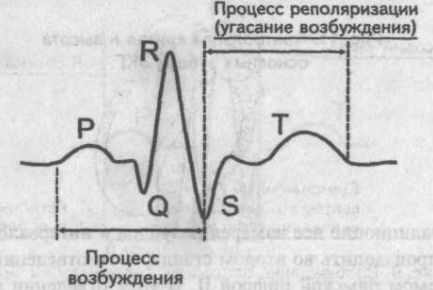 A Genesis a fő fogak, hornyok és EKG szegmensek - kardiológus - helyén a szív és az erek betegségek