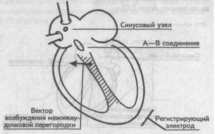 Generarea dinților de bază, intervale și segmente ecg - cardiolog - site despre bolile inimii și vaselor de sânge