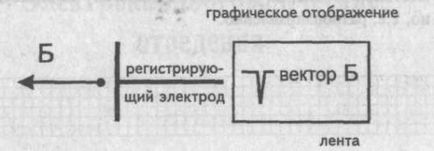 A Genesis a fő fogak, hornyok és EKG szegmensek - kardiológus - helyén a szív és az erek betegségek