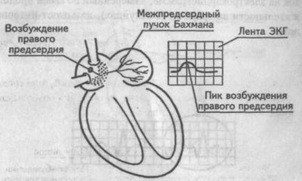 Generarea dinților de bază, intervale și segmente ecg - cardiolog - site despre bolile inimii și vaselor de sânge