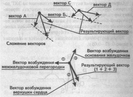 A Genesis a fő fogak, hornyok és EKG szegmensek - kardiológus - helyén a szív és az erek betegségek