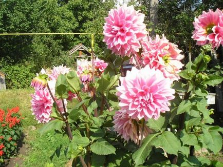 Dahlias plantare perena si fotografie de ingrijire