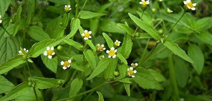 Geranium szoba (muskátli) leírás, gyógyászati ​​tulajdonságai