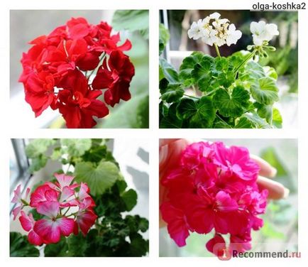 Geran (pelargonium) - 