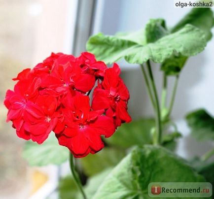 Geran (pelargonium) - 