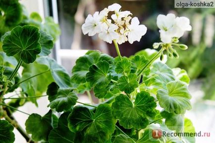 Geran (pelargonium) - 