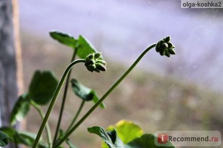 Geran (pelargonium) - 