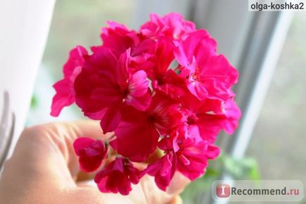 Geran (pelargonium) - 