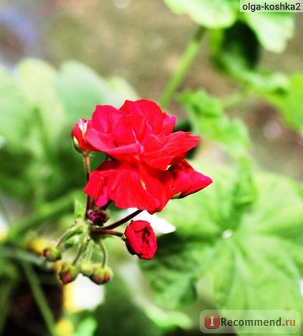 Geran (pelargonium) - 