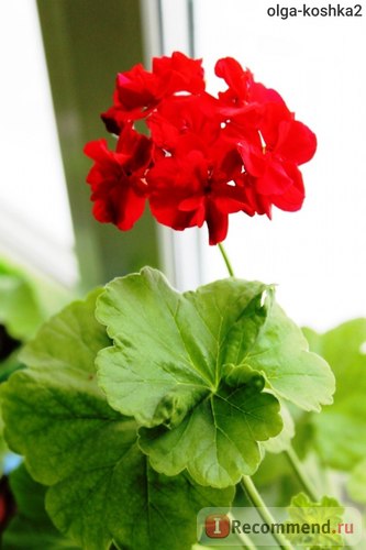 Geran (pelargonium) - 