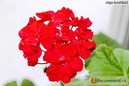 Geran (pelargonium) - 