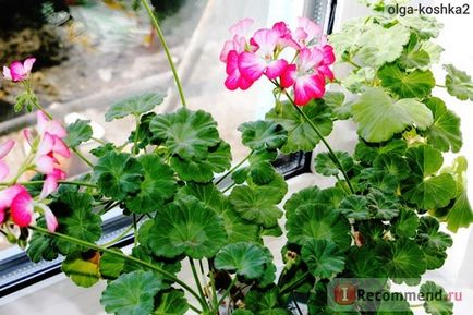 Geran (pelargonium) - 