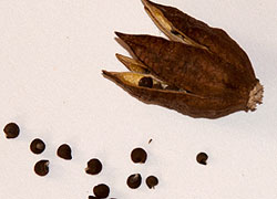 Reproducerea erbacee Hibiscus prin semințe
