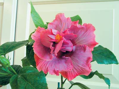 Hibiscus este floarea iubirii