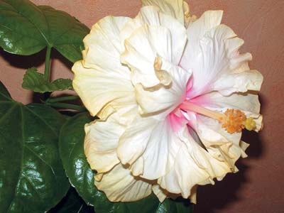 Hibiscus este floarea iubirii