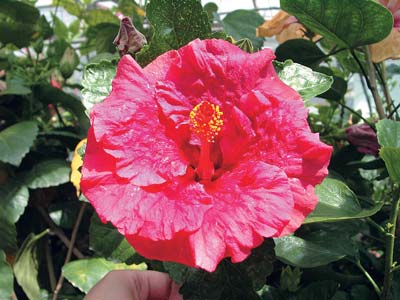 Hibiscus este floarea iubirii