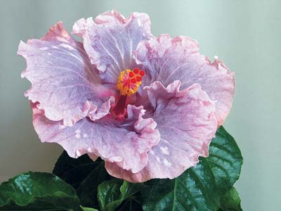 Hibiscus este floarea iubirii