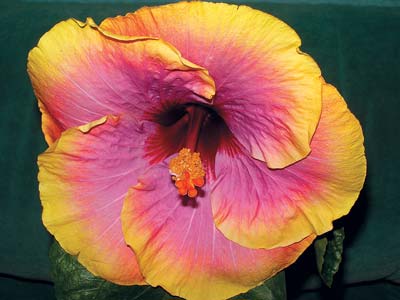 Hibiscus este floarea iubirii