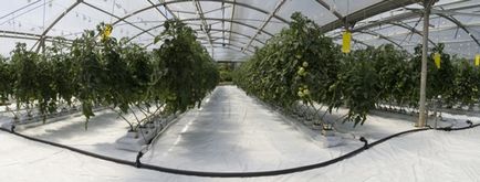 Hidroponica - cultivarea tomatelor - tehnologia cultivării progresive a plantelor