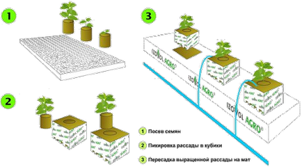 Hydroponics - Növekvő paradicsom - progresszív technológia növénytermesztés