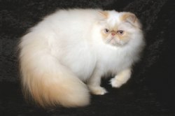 Гімалайський кіт - опис породи, ціна і фото
