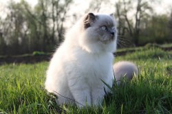 Гімалайський кіт - опис породи, ціна і фото
