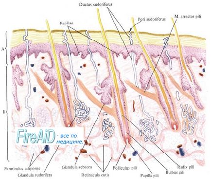 Histogeneza pielii