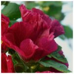 Годеція - фото сортів квітки (крупноквіткова, азаліецветковая, махрова, монарх, Рембрандт,