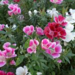 Годеція - фото сортів квітки (крупноквіткова, азаліецветковая, махрова, монарх, Рембрандт,