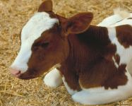 Cow's Voice mp3 asculta sondajele de vaci de la mare download gratuit voci Moo Voice Voice gratuite