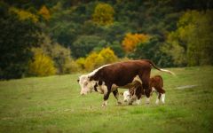Голос корови mp3 слухати мукання корови бика скачати онлайн безкоштовно голосу мукання корови теля
