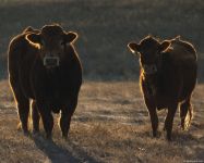 Cow's Voice mp3 asculta sondajele de vaci de la mare download gratuit voci Moo Voice Voice gratuite