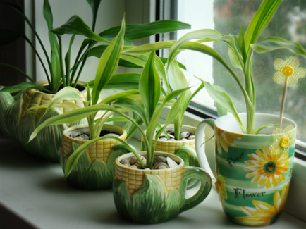 Găleți pentru plante de interior