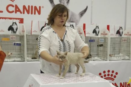 Grand-prix canin regal cel mai mare spectacol de pisici din lume se desfășoară în Rusia!