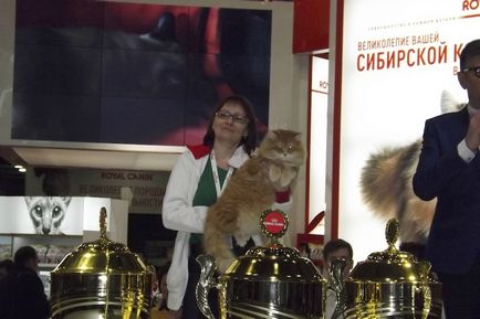 Nagydíj Royal Canin legnagyobb macska show a világon zajlik Oroszországban!