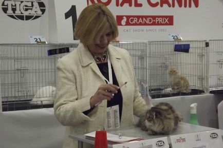 Grand-prix canin regal cel mai mare spectacol de pisici din lume se desfășoară în Rusia!